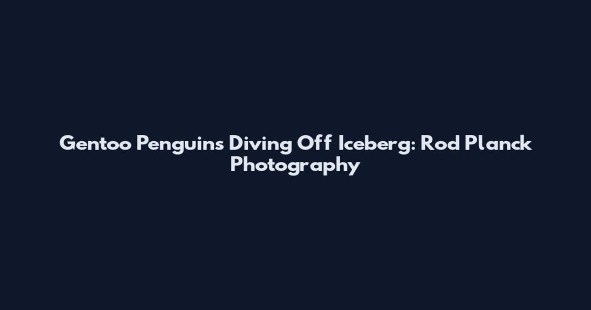 Gentoo Penguins Diving Off Iceberg: Rod Planck Photography