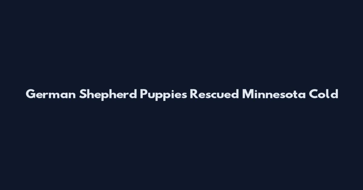 German Shepherd Puppies Rescued Minnesota Cold
