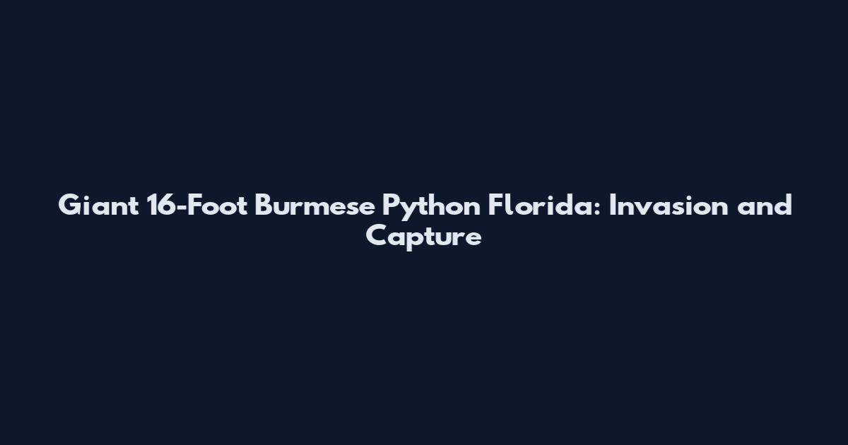 Giant 16-Foot Burmese Python Florida: Invasion and Capture
