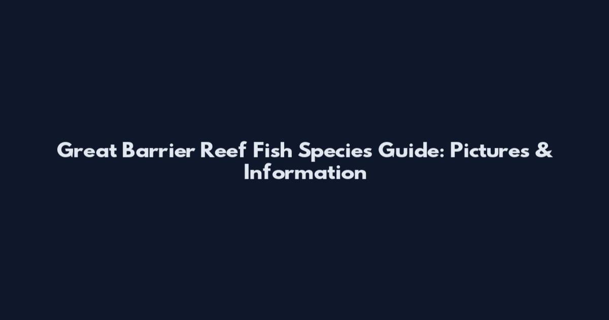 Great Barrier Reef Fish Species Guide: Pictures & Information