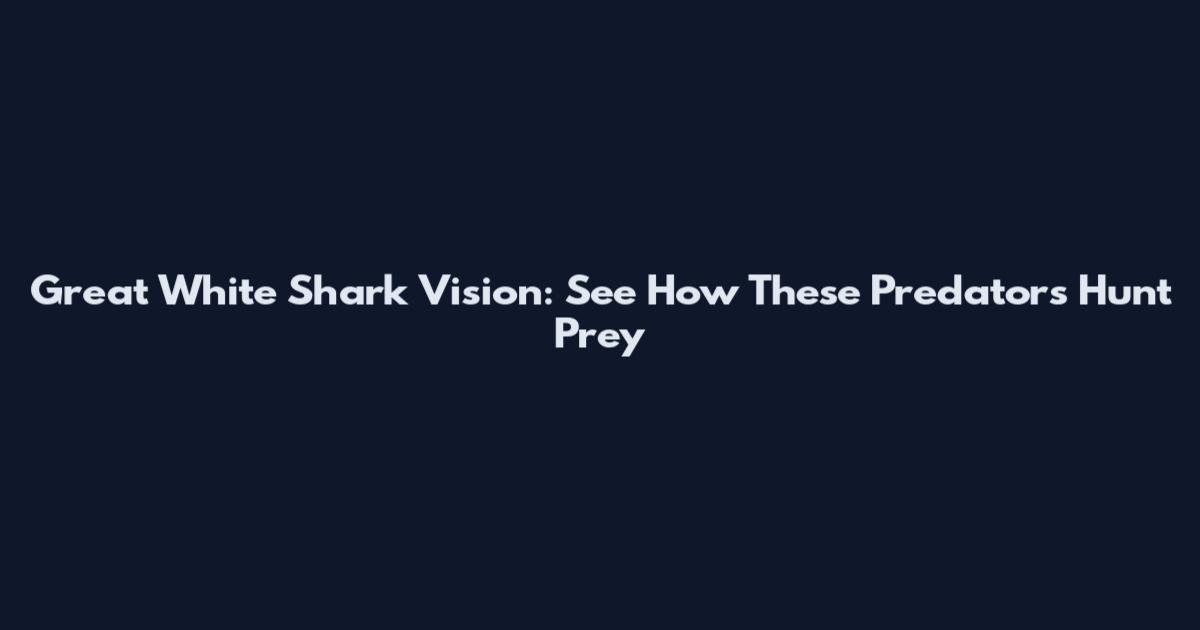Great White Shark Vision: See How These Predators Hunt Prey