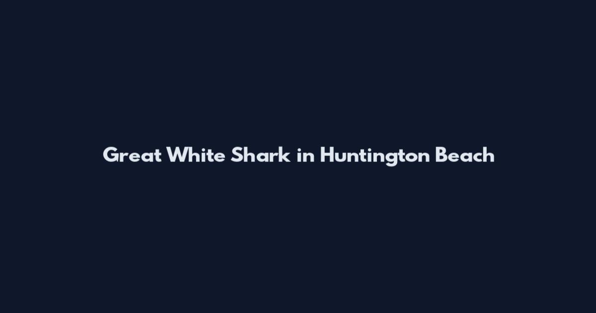 Great White Shark in Huntington Beach
