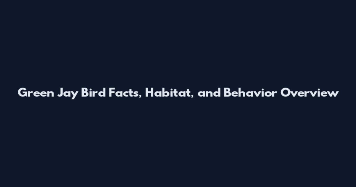 Green Jay Bird Facts, Habitat, and Behavior Overview