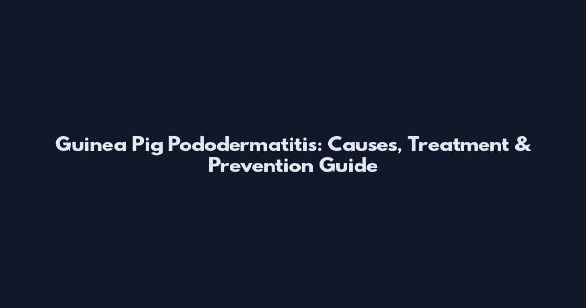 Guinea Pig Pododermatitis: Causes, Treatment & Prevention Guide