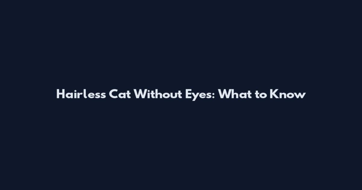 Hairless Cat Without Eyes: What to Know