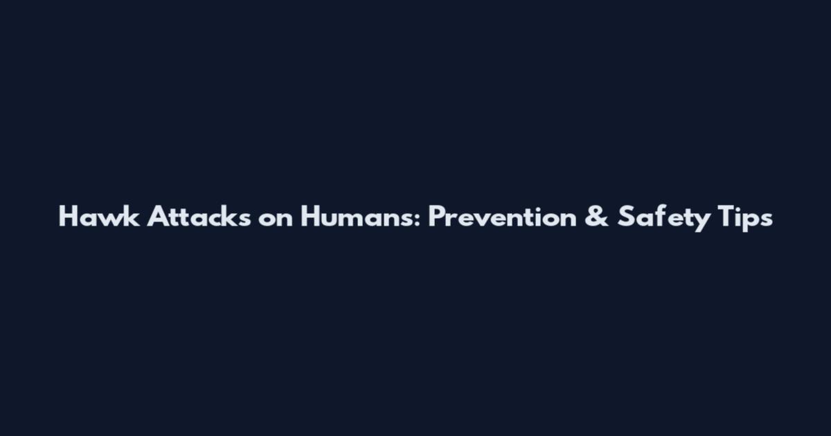 Hawk Attacks on Humans: Prevention & Safety Tips