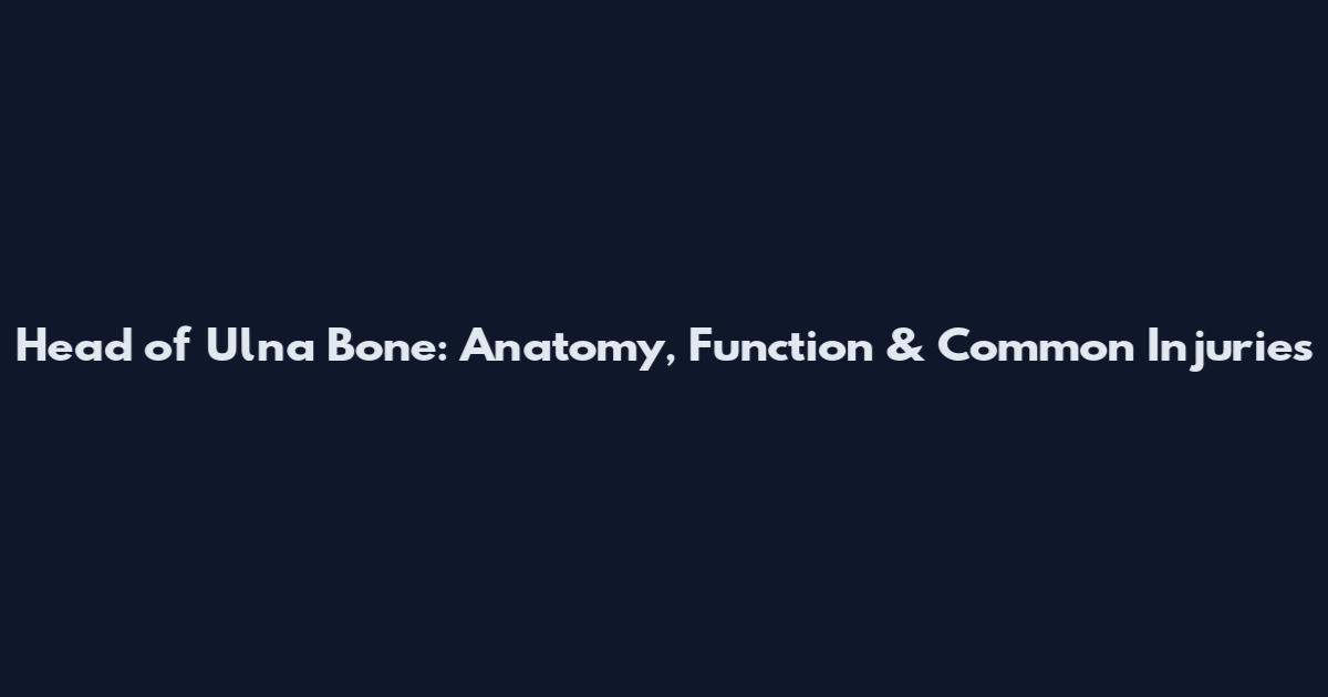 Head of Ulna Bone: Anatomy, Function & Common Injuries