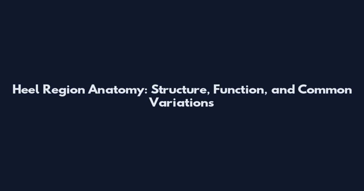 Heel Region Anatomy: Structure, Function, and Common Variations