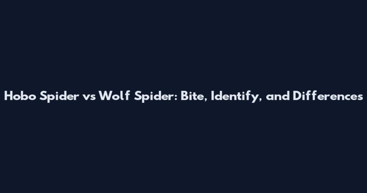Hobo Spider vs Wolf Spider: Bite, Identify, and Differences