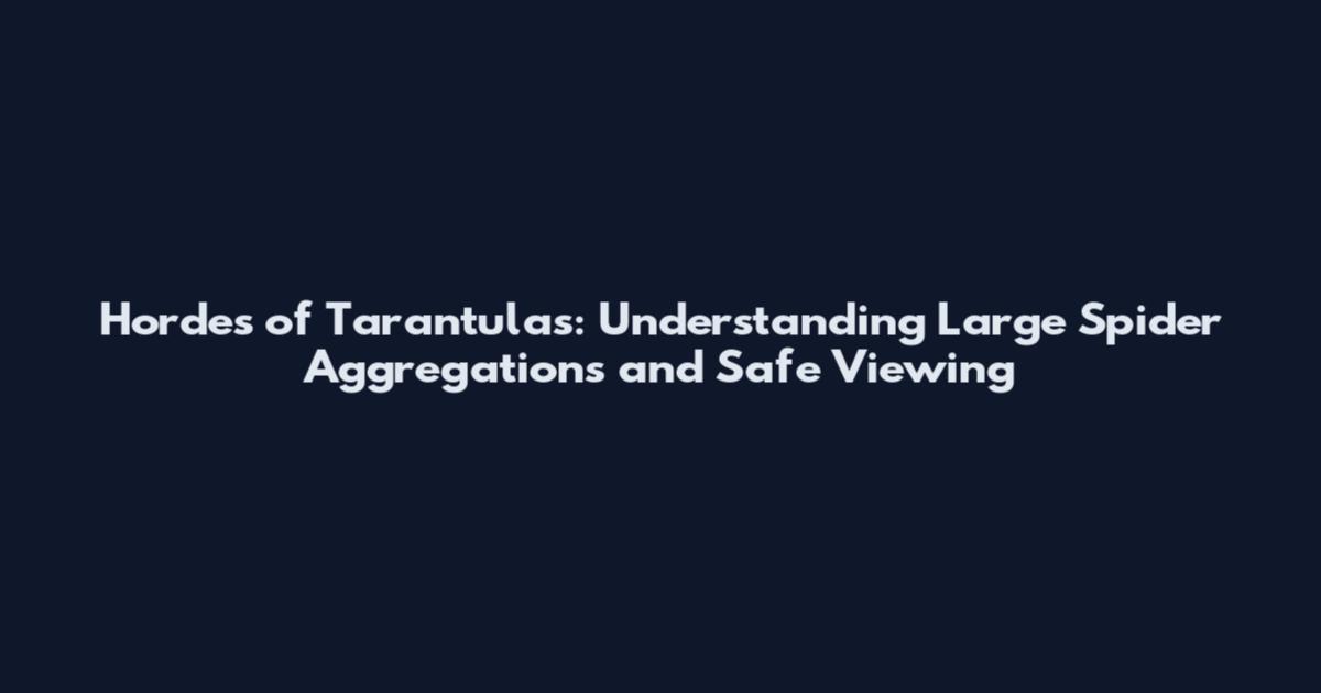 Hordes of Tarantulas: Understanding Large Spider Aggregations and Safe Viewing