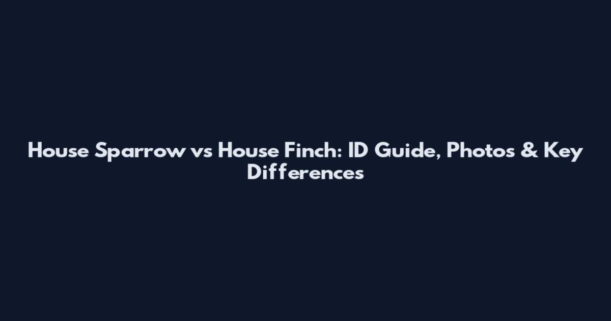 House Sparrow vs House Finch: ID Guide, Photos & Key Differences