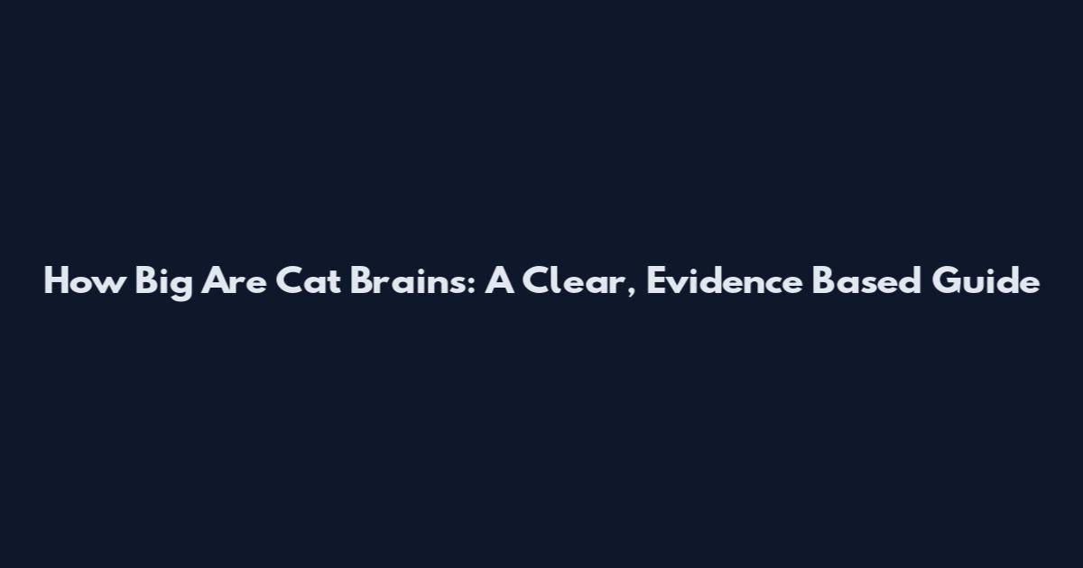 How Big Are Cat Brains: A Clear, Evidence Based Guide