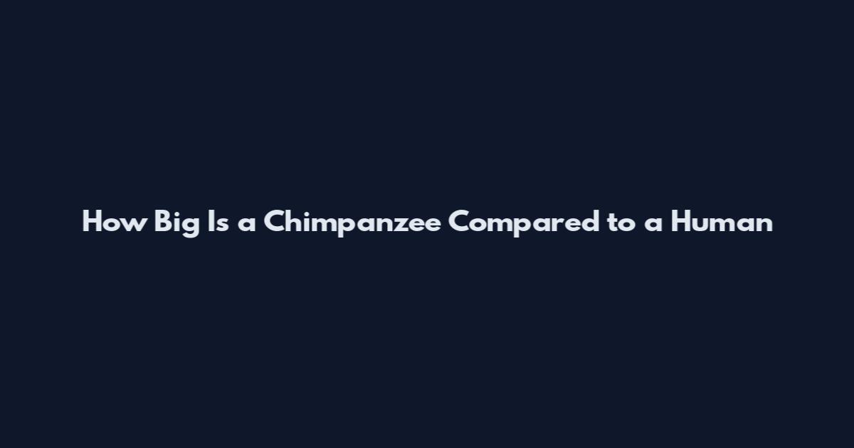 How Big Is a Chimpanzee Compared to a Human