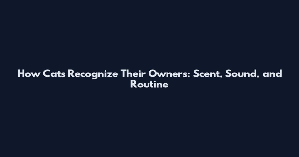 How Cats Recognize Their Owners: Scent, Sound, and Routine