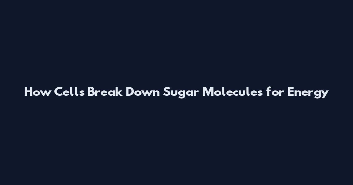 How Cells Break Down Sugar Molecules for Energy