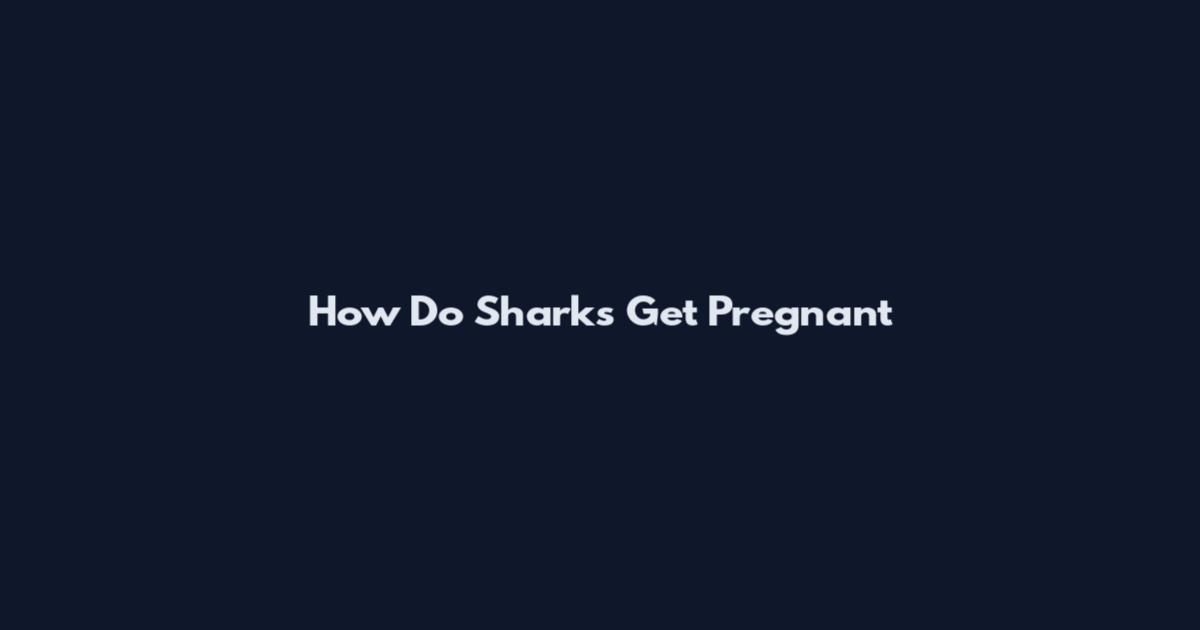 How Do Sharks Get Pregnant