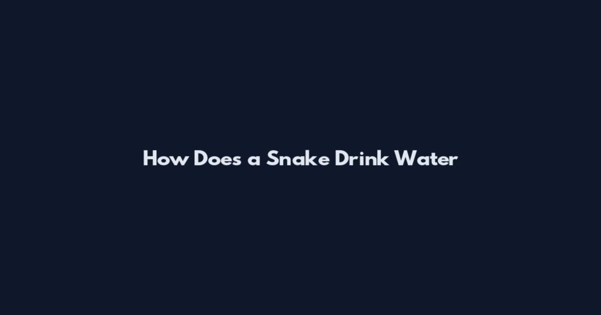 How Does a Snake Drink Water