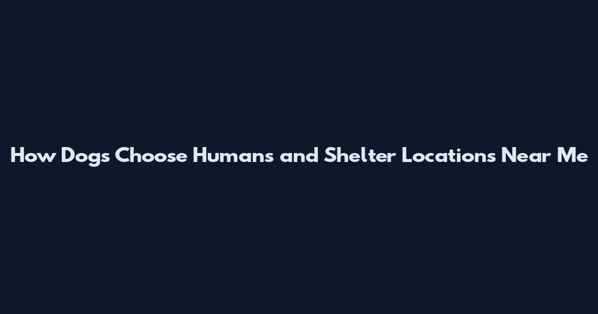 How Dogs Choose Humans and Shelter Locations Near Me