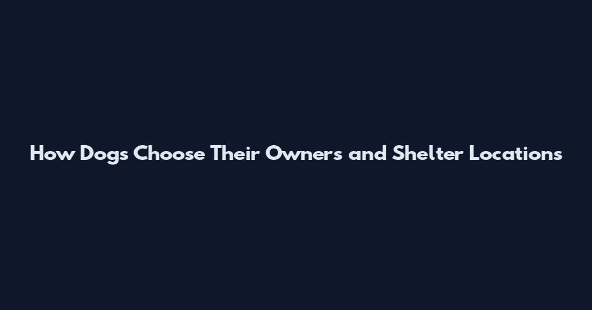 How Dogs Choose Their Owners and Shelter Locations