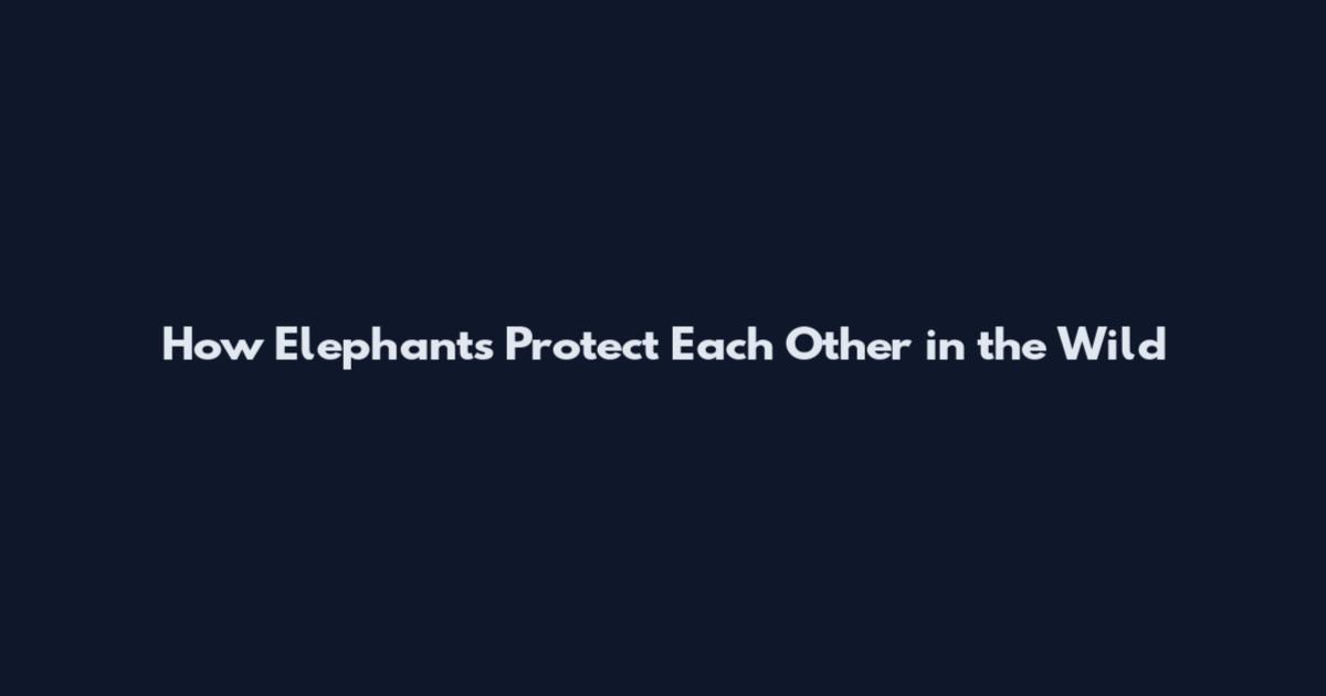 How Elephants Protect Each Other in the Wild