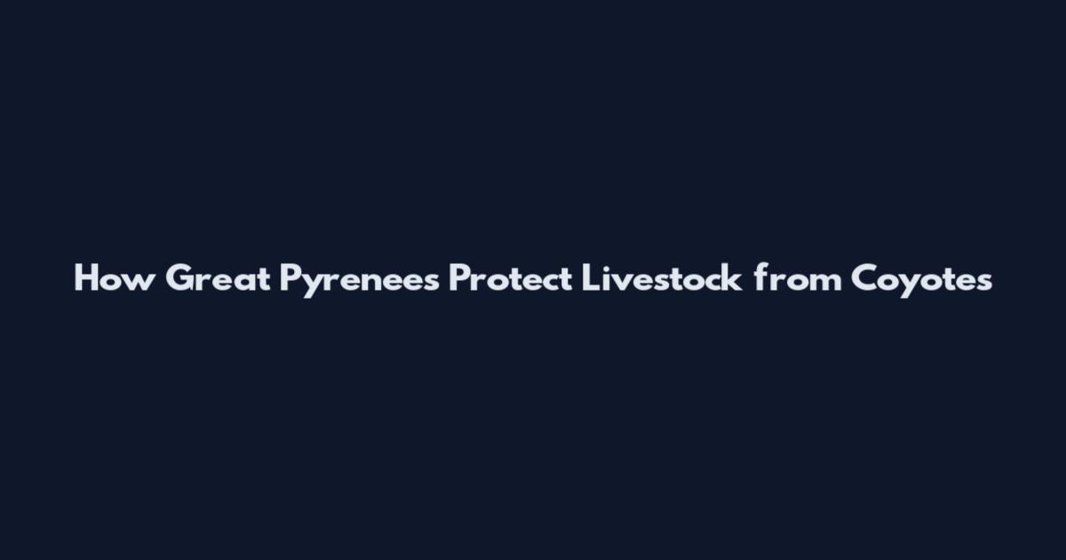 How Great Pyrenees Protect Livestock from Coyotes