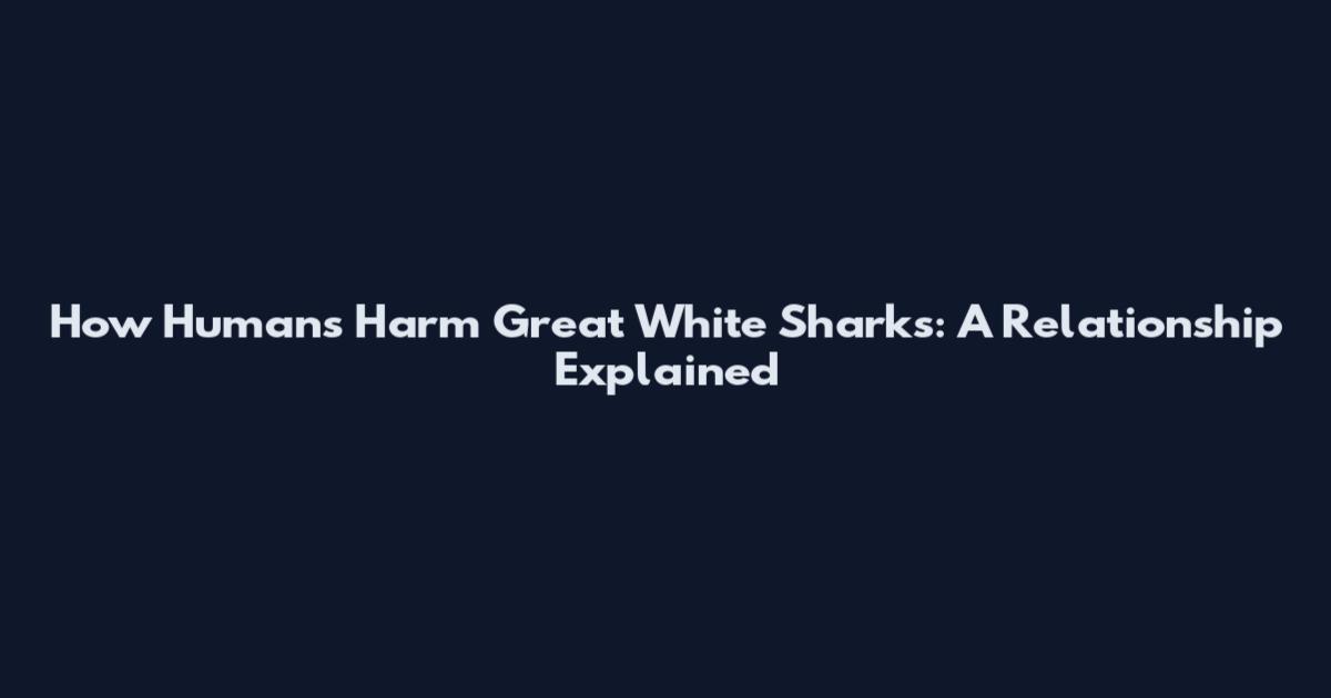 How Humans Harm Great White Sharks: A Relationship Explained