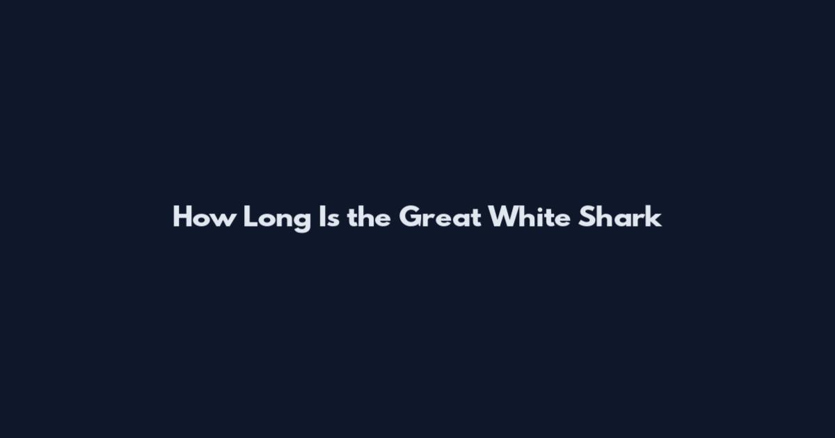 How Long Is the Great White Shark
