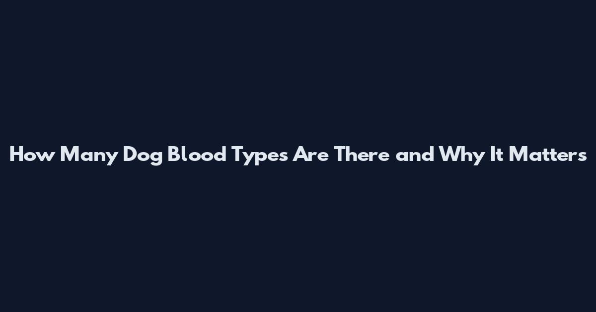 How Many Dog Blood Types Are There and Why It Matters