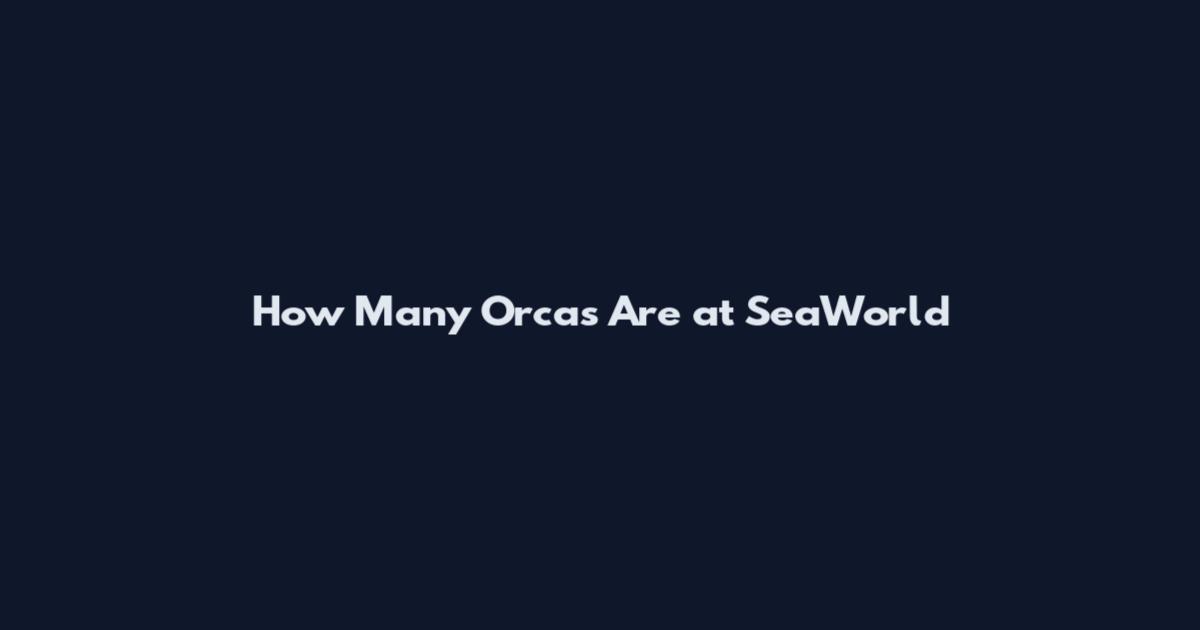 How Many Orcas Are at SeaWorld
