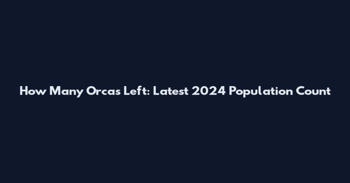 How Many Orcas Left: Latest 2024 Population Count