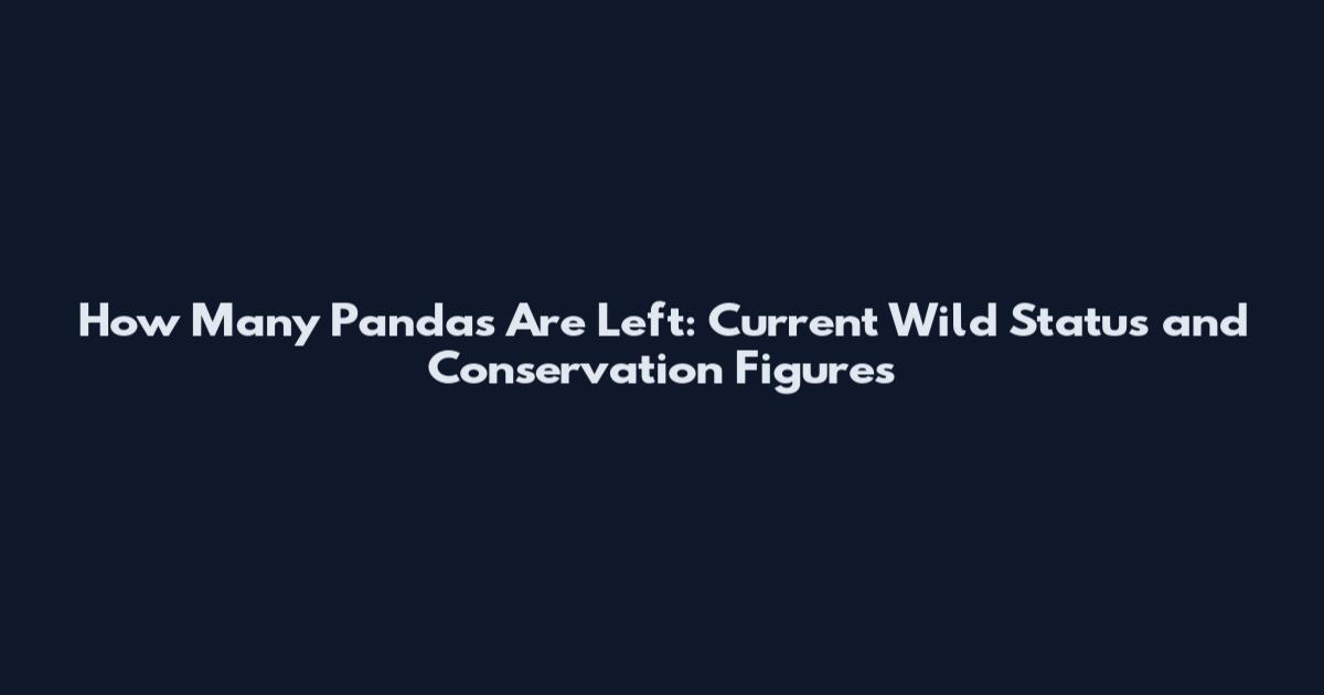 How Many Pandas Are Left: Current Wild Status and Conservation Figures