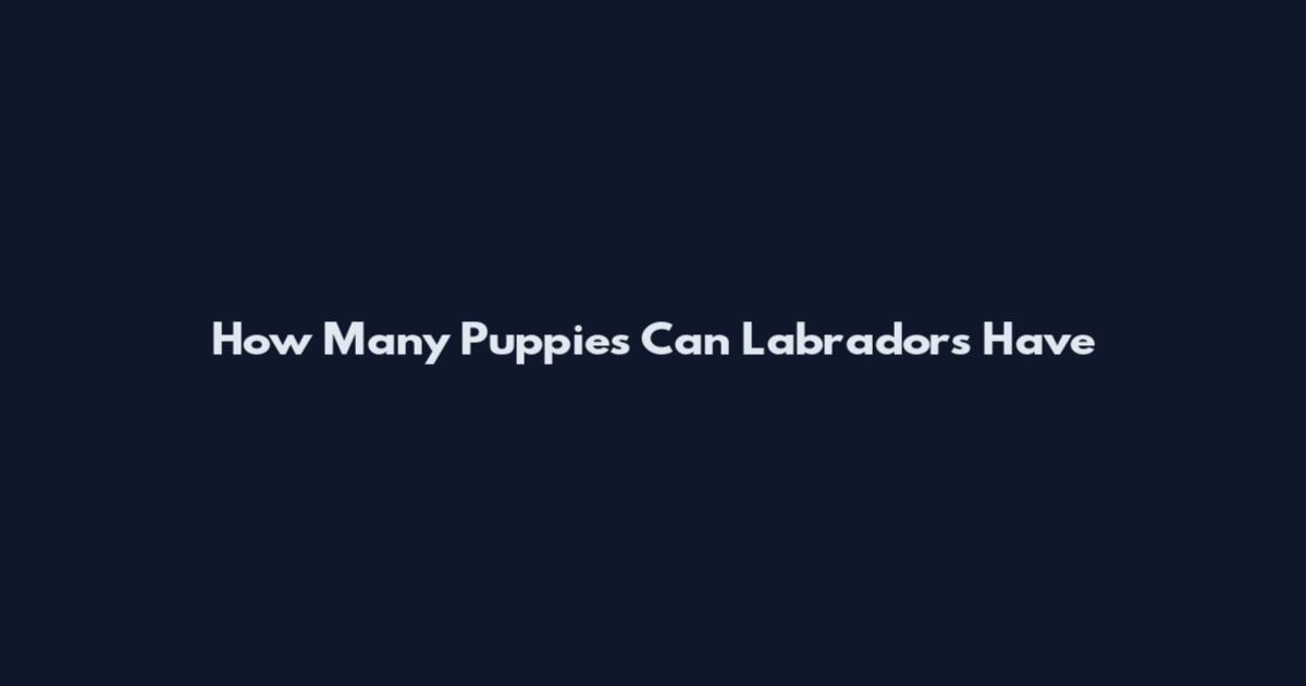 How Many Puppies Can Labradors Have