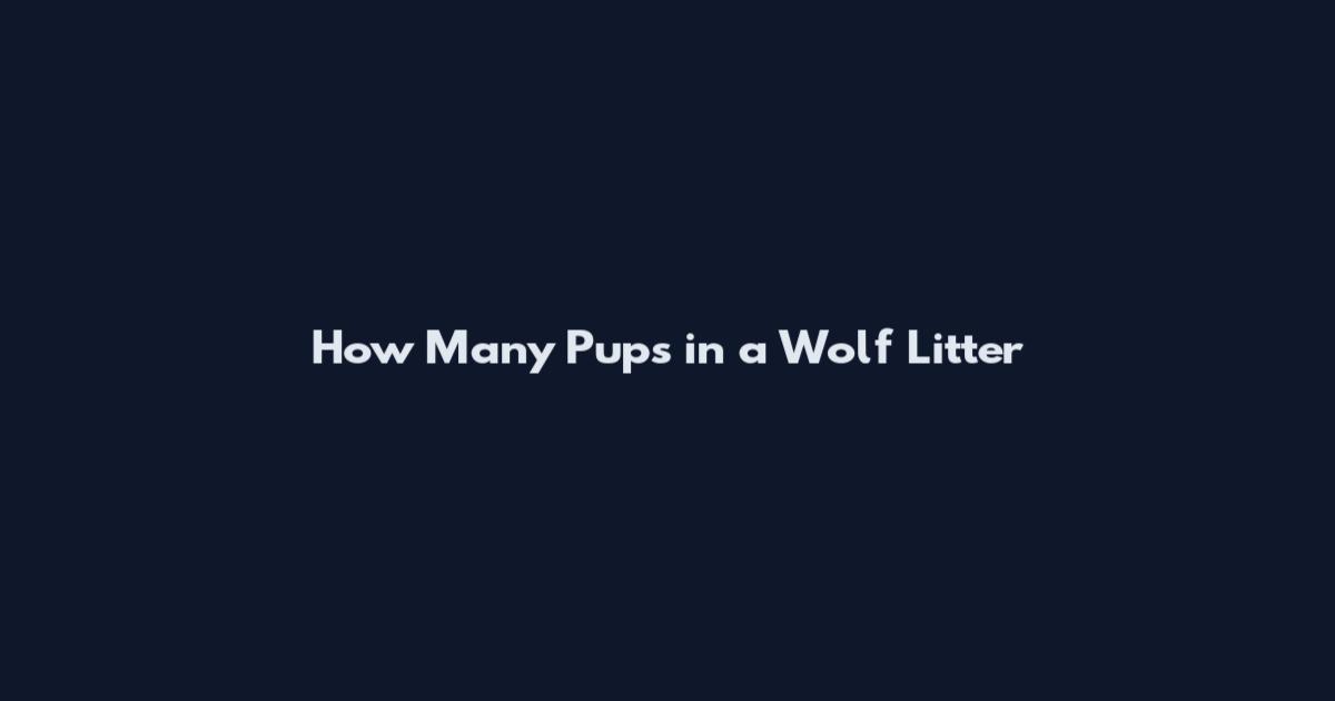 How Many Pups in a Wolf Litter