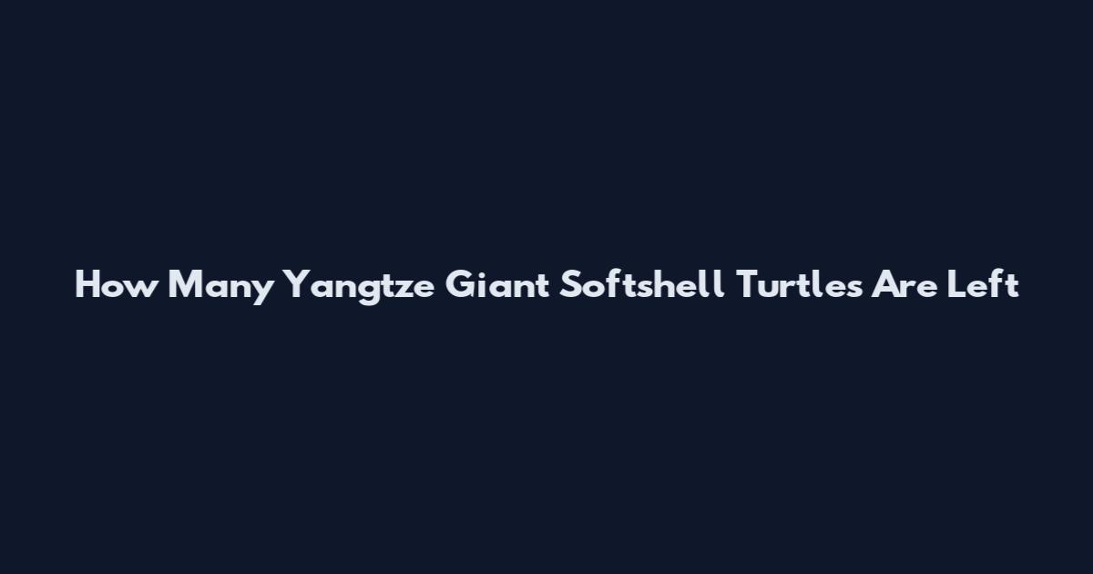 How Many Yangtze Giant Softshell Turtles Are Left
