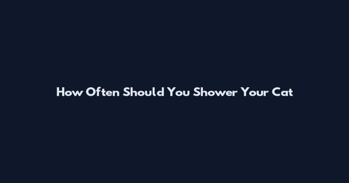 How Often Should You Shower Your Cat