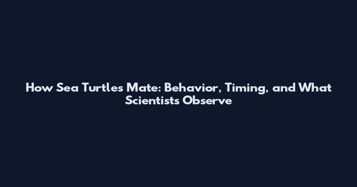 How Sea Turtles Mate: Behavior, Timing, and What Scientists Observe