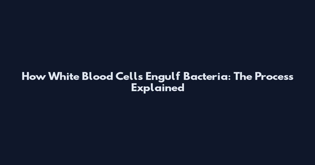 How White Blood Cells Engulf Bacteria: The Process Explained