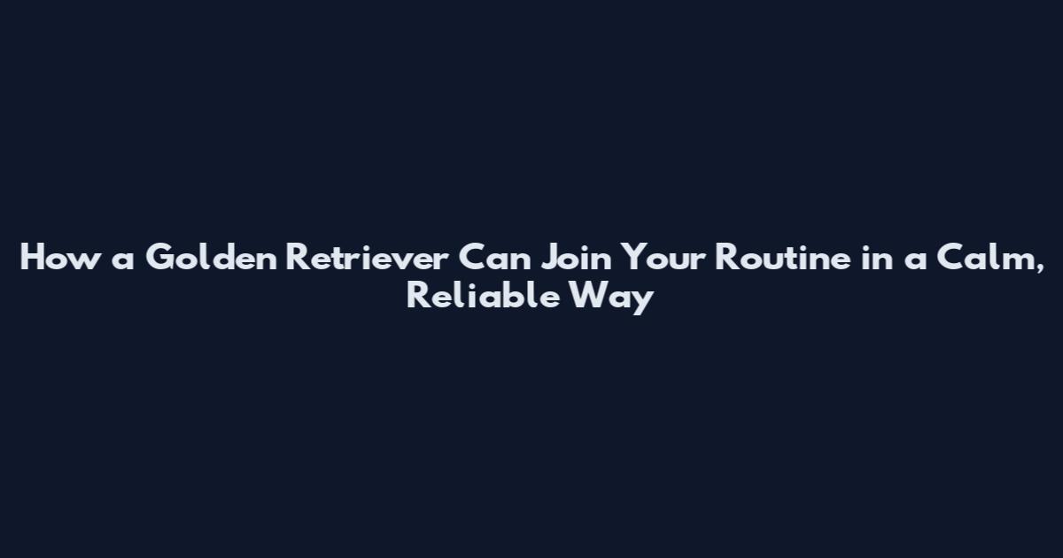 How a Golden Retriever Can Join Your Routine in a Calm, Reliable Way