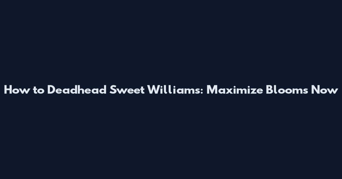 How to Deadhead Sweet Williams: Maximize Blooms Now