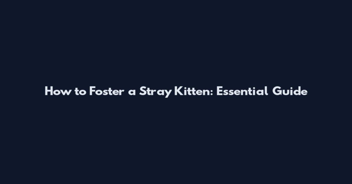 How to Foster a Stray Kitten: Essential Guide