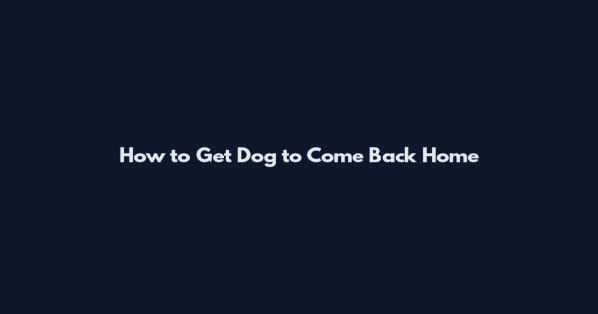 How to Get Dog to Come Back Home