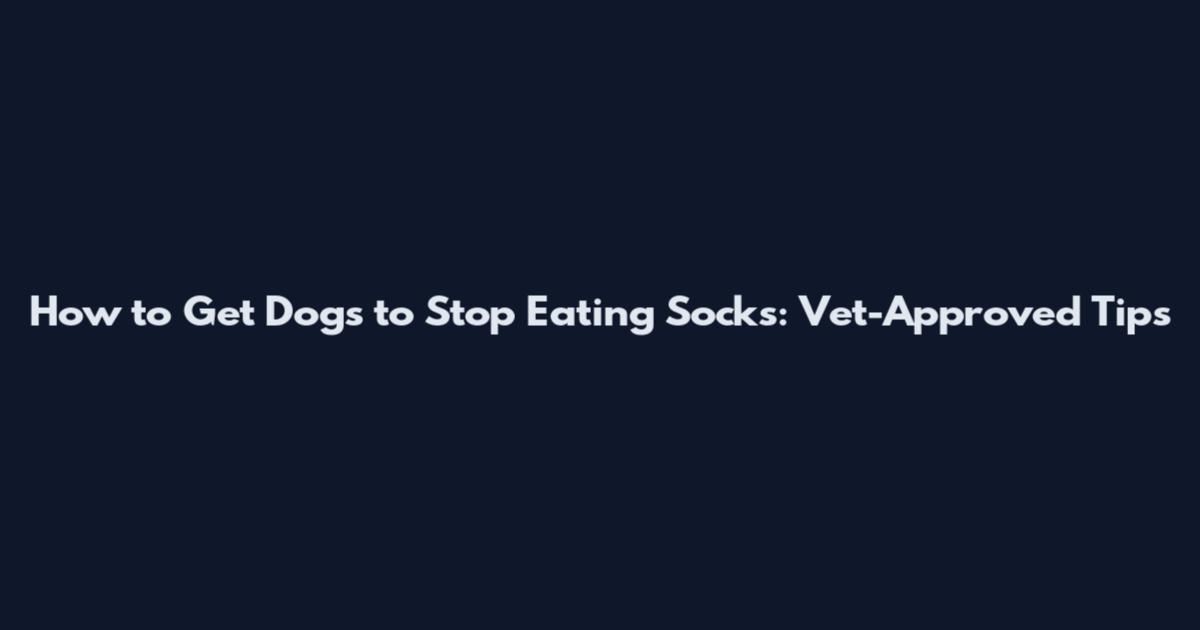 How to Get Dogs to Stop Eating Socks: Vet-Approved Tips
