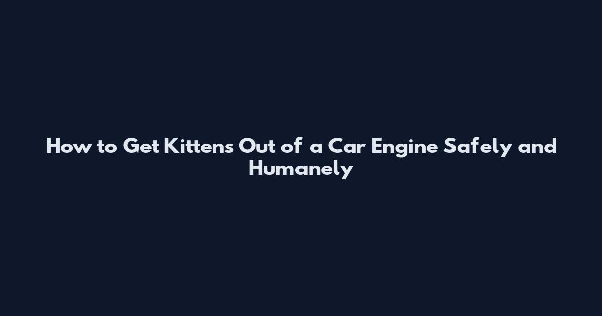 How to Get Kittens Out of a Car Engine Safely and Humanely