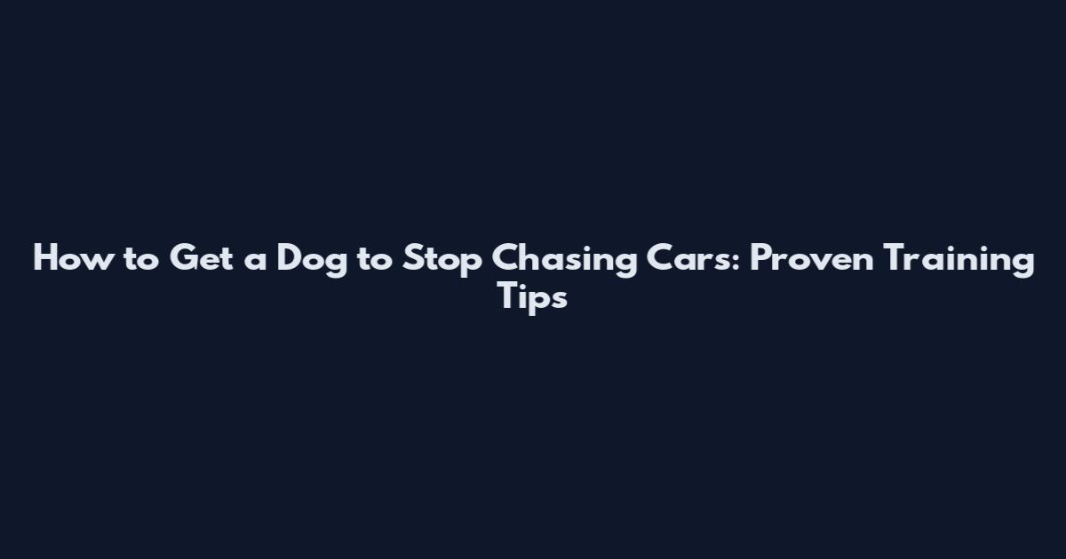 How to Get a Dog to Stop Chasing Cars: Proven Training Tips
