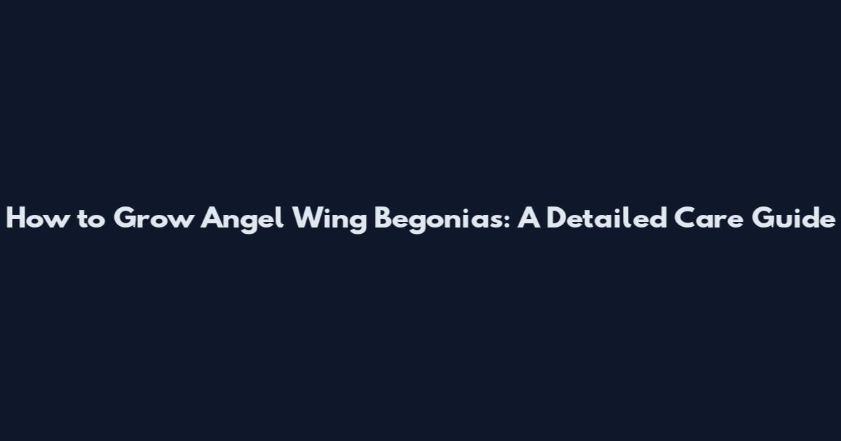 How to Grow Angel Wing Begonias: A Detailed Care Guide