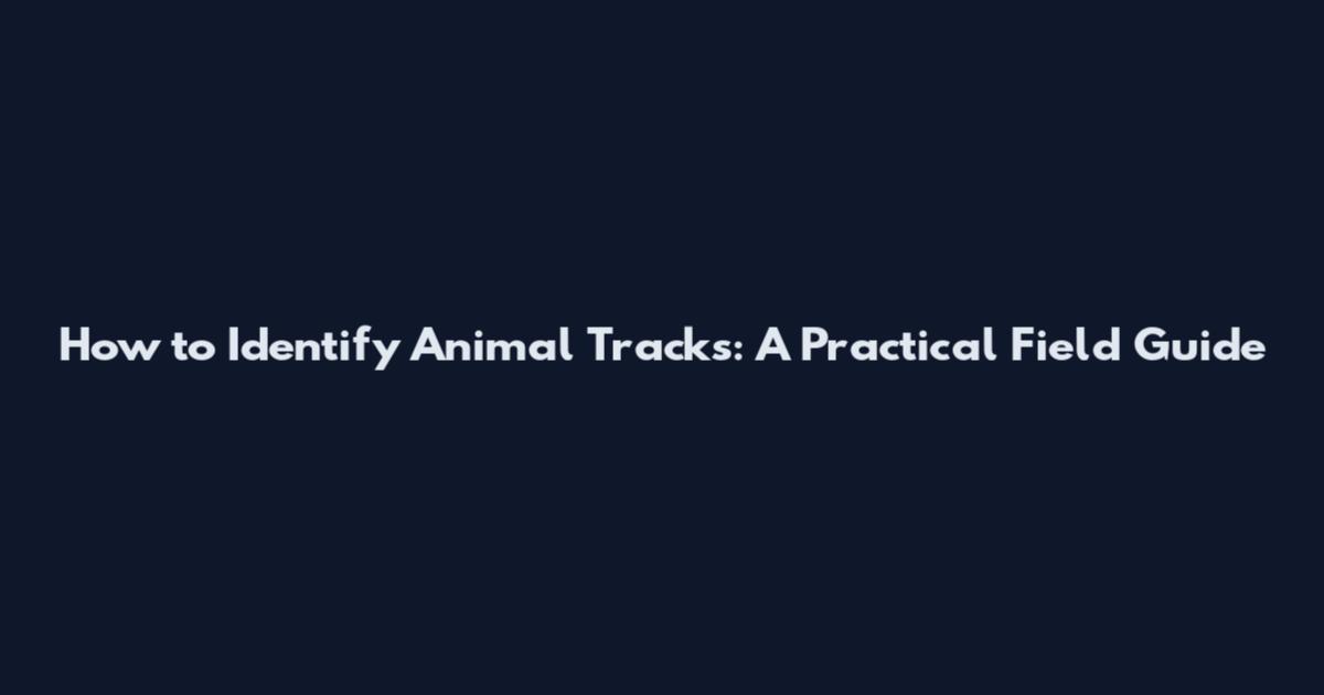 How to Identify Animal Tracks: A Practical Field Guide