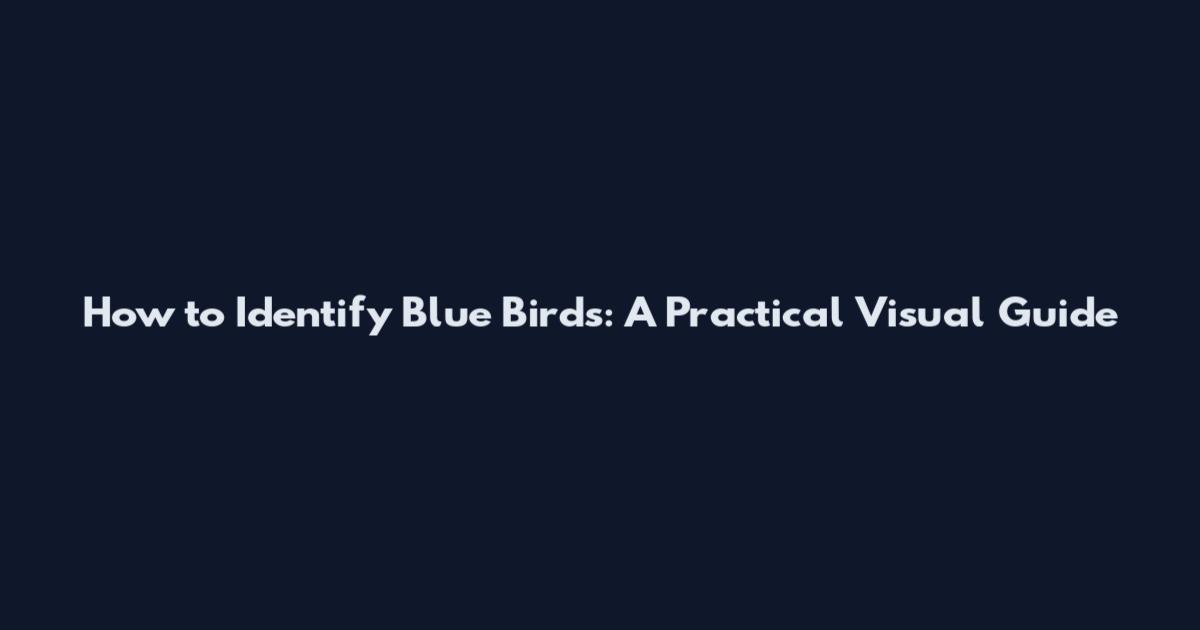 How to Identify Blue Birds: A Practical Visual Guide