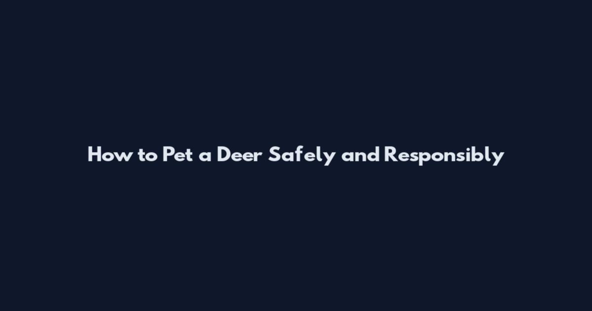 How to Pet a Deer Safely and Responsibly