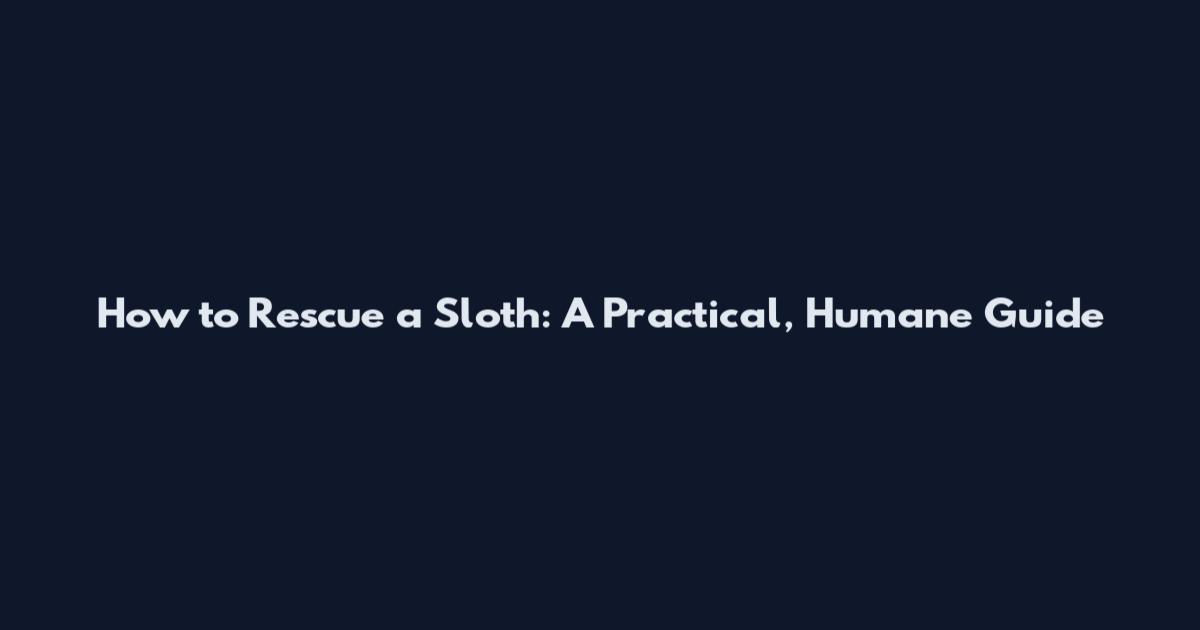 How to Rescue a Sloth: A Practical, Humane Guide