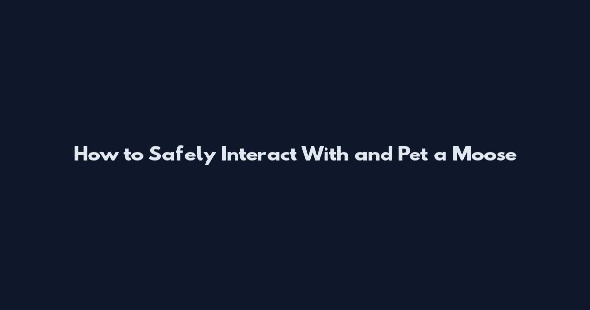 How to Safely Interact With and Pet a Moose